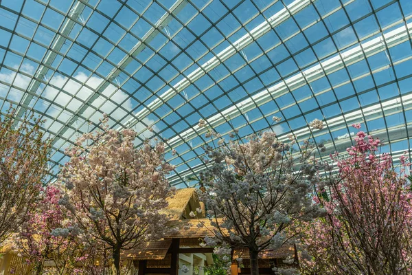 Cherry Tree kwiaty pod szklanym sufitem Flower Dome, Singapo — Zdjęcie stockowe