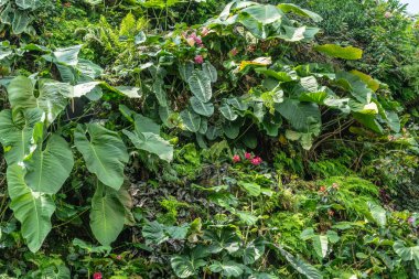 Bulut Orman Kubbesi,Sin'de yoğun asılı bitki örtüsü eğimli