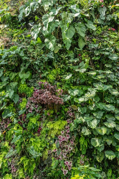 Gęsta wisząca roślinność pokryta murem w Cloud Forest Dome, Sing — Zdjęcie stockowe