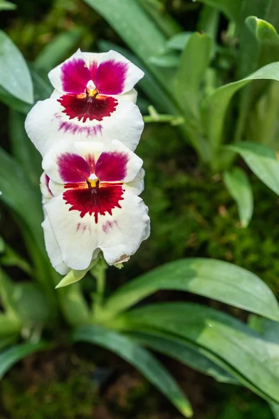 White and maroon, red orchids in Cloud Forest Dome, Singapore.