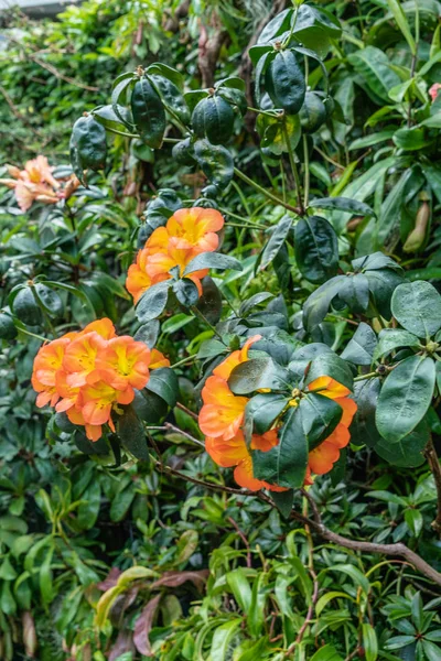 Orange flowers backed by green in Cloud Forest Dome, Singapore. — Stock Photo, Image