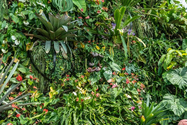 Dense hanging vegetation covered mountain slope in Cloud Forest — Stock Photo, Image