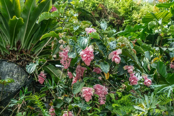 Light rose flowers backed by green in Cloud Forest Dome, Singapo — Stock Photo, Image