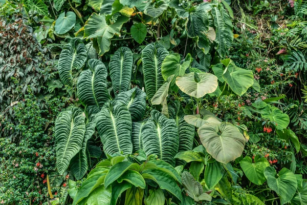 Densa vegetación colgante con hojas gigantes en la cúpula del bosque nuboso , — Foto de Stock