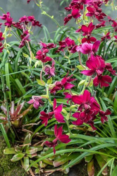 Orquídeas vermelhas de vinho apoiadas por verde em Cloud Forest Dome, Singapura — Fotografia de Stock