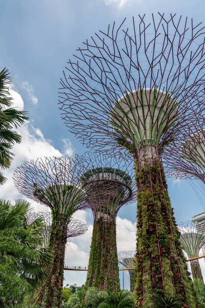 Portrait, Supertrees and hanging skyway in Gardens by the Bay, S