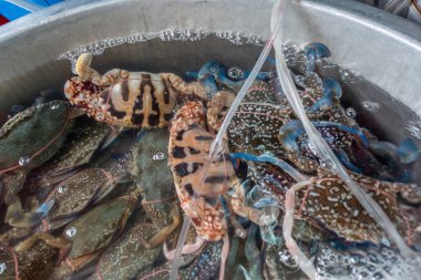 Chon Buri, Tayland 'daki Nong Mon pazarında canlı yengeçlerle dolu bir havza.