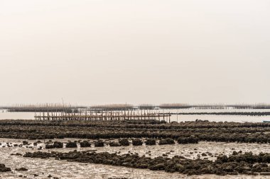 Ban Bai Bua, Tayland 'da gelgit sırasında büyük istiridye yatakları..