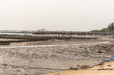 Büyük istiridye yatakları alçak gelgitte Ban Bai Bua iskelesinde, 