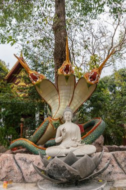 Portre, Bodhisattva ve yılan heykeli Ficus Religiosa t