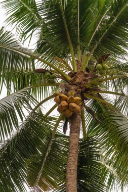 At kuyruklu makak, hindistan cevizi kümesinin tepesindeki ağaçta duruyor.