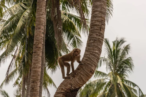 Pigtailed macaque climbs in tree on Ko Samui Island, Thailand.