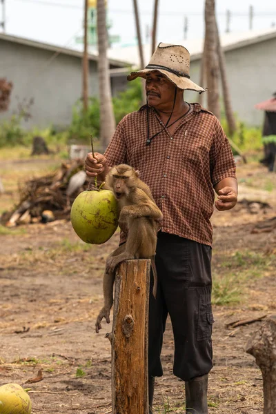 Skörda kokosnötter med fläckig makak på ön Ko Samui, T — Stockfoto