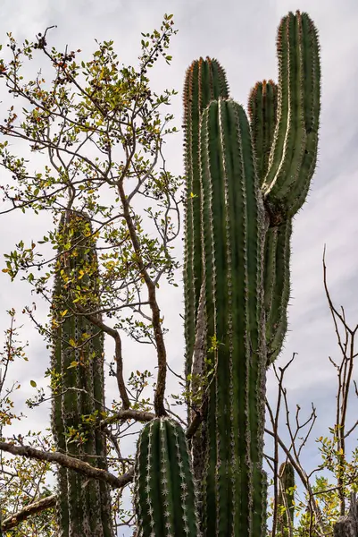Baja California Sur, Meksika - 23 Kasım 2008: Sierra de la Laguna 'nın kuru ormanları. Dev fil kaktüsünün tepesinde yeşil bitki örtüsüyle gümüş gökyüzüne karşı..