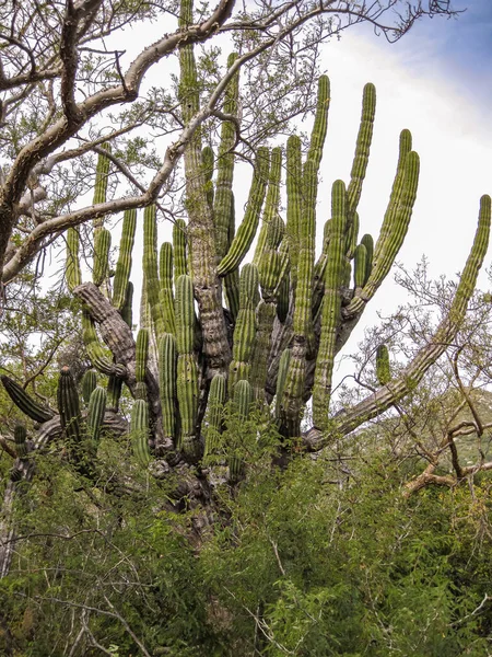 Baja California Sur, Meksika - 23 Kasım 2008: Sierra de la Laguna 'nın kuru ormanları. Ağaçlarla çevrili, yeşil yapraklarla ovalanmış gümüş gökyüzüne karşı geniş yeşil fil kaktüsü tacı..