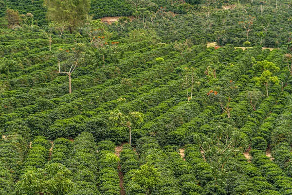 Alajuela Province Costa Rica November 2008 Closeup Dense Coffee Field — Stock Photo, Image