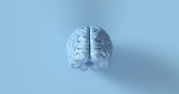 Ilustrasi Blue Human Brain Anatomical Model — Stok Foto