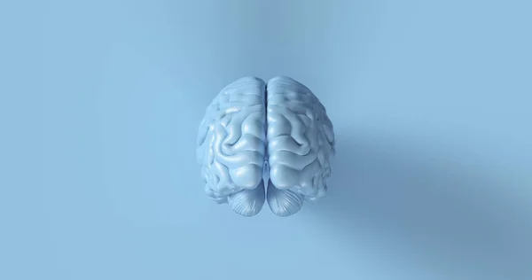 Azul Cerebro Humano Modelo Anatómico Ilustración — Foto de Stock