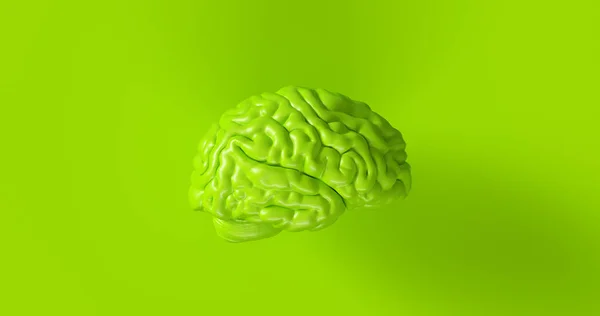 Green Human brain Anatomical Model 3d illustration