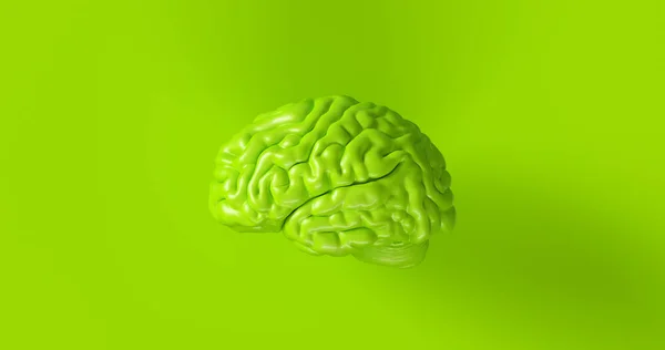 Ilustración Anatómica Del Cerebro Humano Verde —  Fotos de Stock