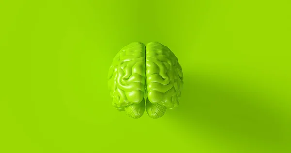 Ilustración Anatómica Del Cerebro Humano Verde — Foto de Stock