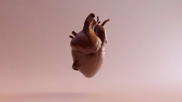 Copper Heart Anatomical Ilustrație Render — Fotografie, imagine de stoc