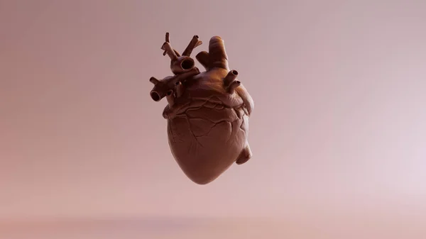 Copper Heart Anatomical Illustration Rendu — Photo