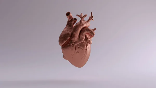 Rame Cuore Anatomico Illustrazione Rendering — Foto Stock