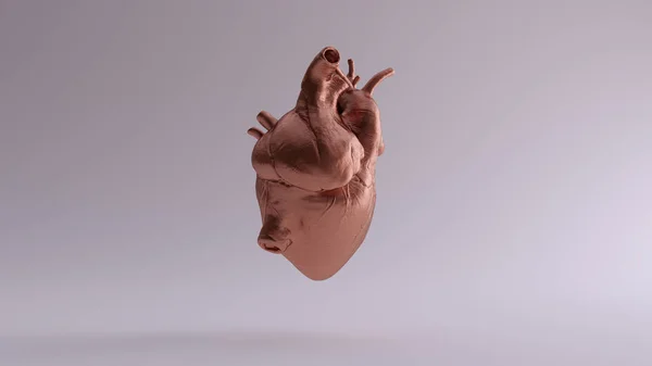 Copper Heart Anatomical Illustration Render — Stock Photo, Image