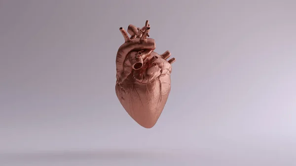 Rame Cuore Anatomico Illustrazione Rendering — Foto Stock