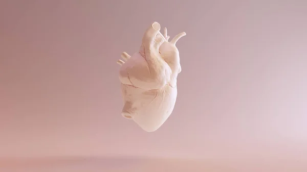 Плоть Цветной Анатомическое Сердце Иллюстрация Рендеринг — стоковое фото
