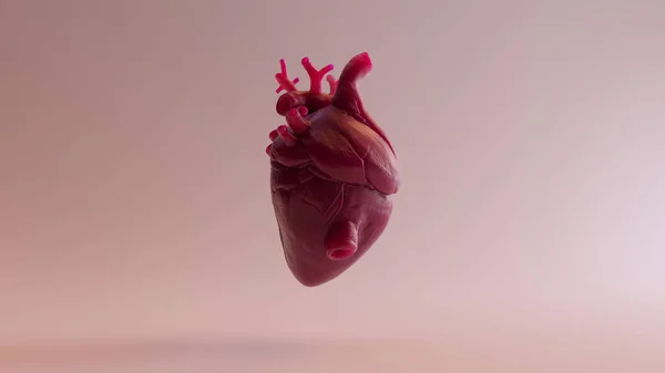 Coeur Anatomique Rose Illustration Rendu — Photo