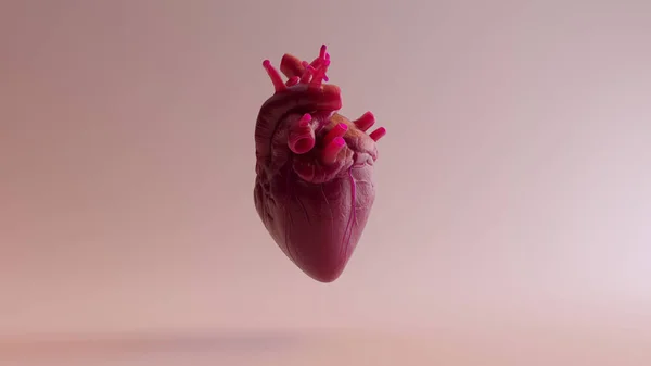 Corazón Anatómico Rosa Ilustración Render —  Fotos de Stock