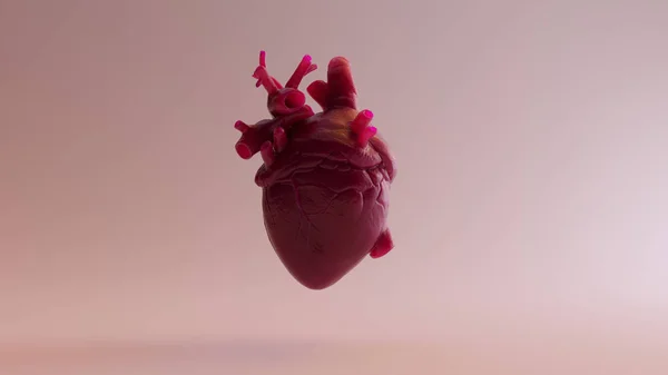 Corazón Anatómico Rosa Ilustración Render —  Fotos de Stock