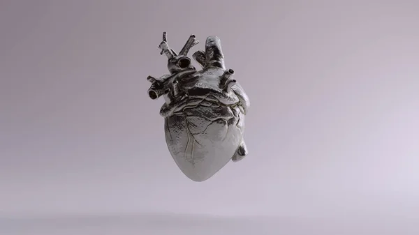 Silver Anatomical Heart Illustration Render — Stock Photo, Image