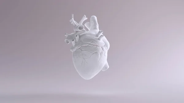 Corazón Blanco Anatómico Ilustración Render — Foto de Stock