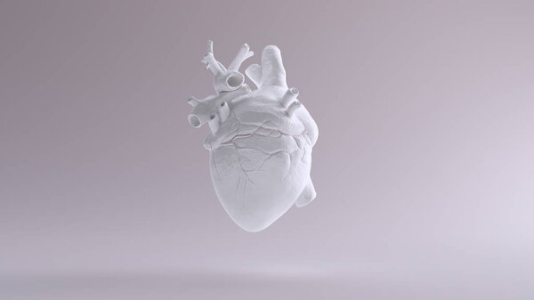 White Heart Anatomical 3d illustration 3d render 