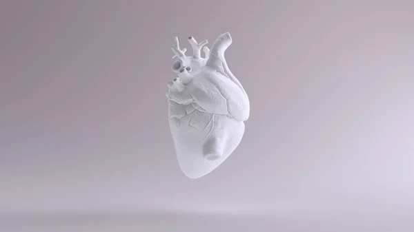 ホワイトハート解剖学3Dイラスト 3Dレンダリング — ストック写真