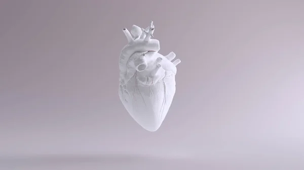 Weißes Herz Anatomische Illustration Renderer — Stockfoto