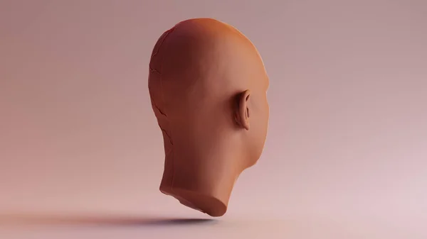 Argile Chocolat Anatomique Ecorche Human Head Illustration — Photo