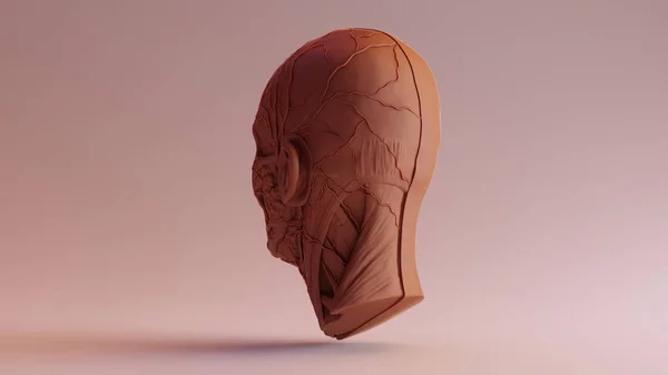 Schokolade Ton Anatomische Ecorche Menschlichen Kopf Illustration — Stockfoto