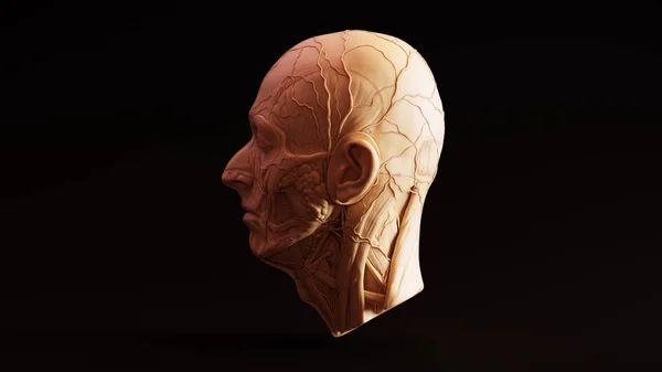 Argilla Cioccolato Bianco Anatomico Ecorche Human Head Illustrazione — Foto Stock