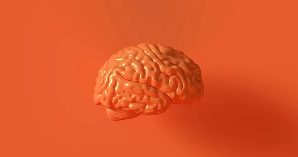 Orange Human brain Anatomical Model 3d illustration