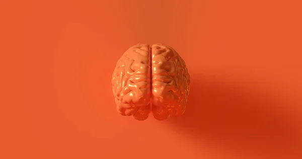 Naranja Cerebro Humano Modelo Anatómico Ilustración —  Fotos de Stock