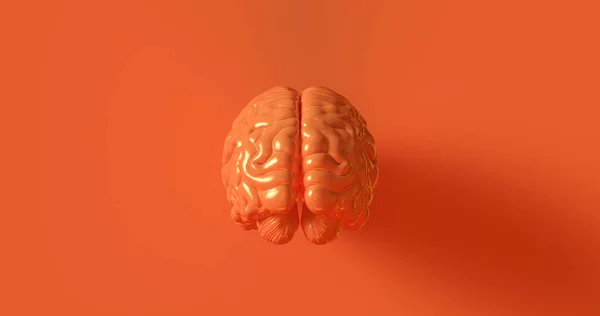 Oranje Menselijk Brein Anatomische Model Illustratie — Stockfoto