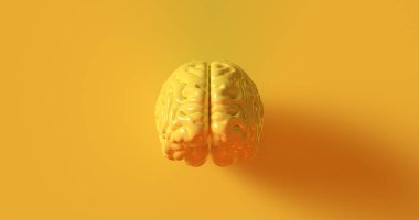 Sarı İnsan Beyni Anatomik Model 3D Çizim