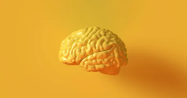 Cerebro Humano Amarillo Modelo Anatómico Ilustración —  Fotos de Stock