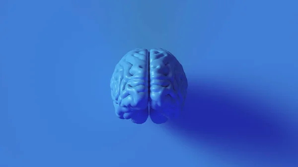 Luminoso Blu Cervello Umano Modello Anatomico Illustrazione — Foto Stock