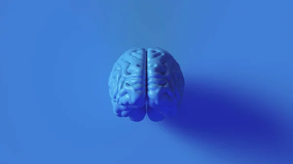 Brillante Azul Cerebro Humano Modelo Anatómico Ilustración —  Fotos de Stock