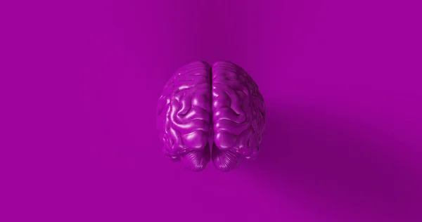 Фіолетовий Людський Мозок Анатомічна Модель Ілюстрація — стокове фото